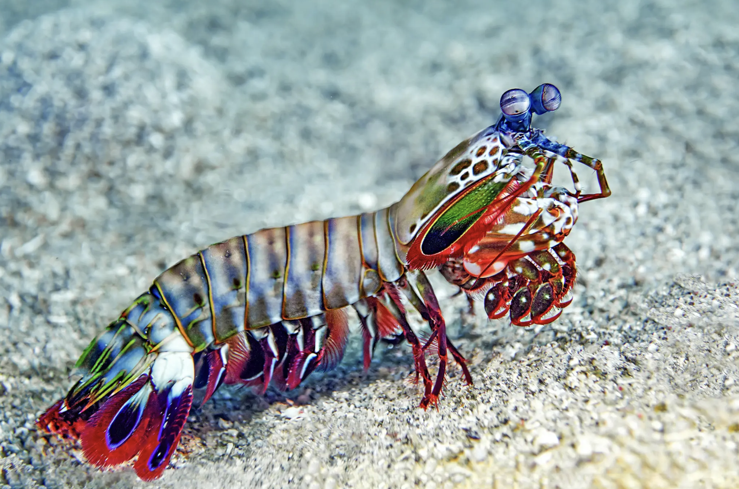 Shrimpy: The Mantis Shrimp Inspired Helicoid Composite